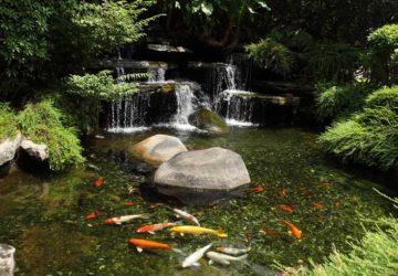 hiasan alami untuk kolam ikan